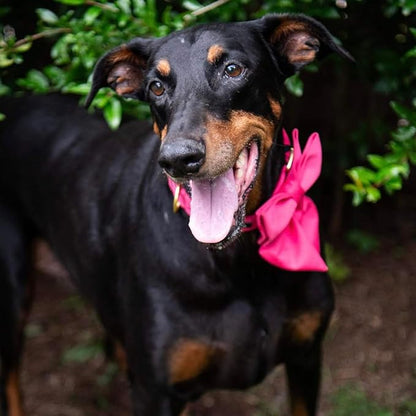 Maca Bates Hot Pink Dog Collar with Cute Rose Red Solid Sailor Bow Tie,Large Girl Boy Dogs,Girly Adjustbale Durable Breakaway Soft Collars with Bowtie for Female Male Puppy,Pet with Metal Buckle