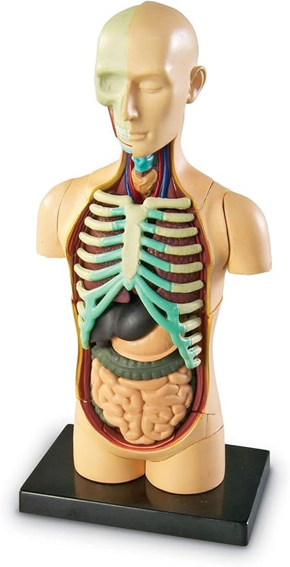 Learning Resources Human Body Model, Science Classroom Demonstration Tools, Realistic Human Anatomy Display, 31 Pieces, Grades 3+, Ages 8+