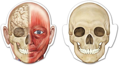 Learning Resources Double-Sided Magnetic Human Body – Anatomy Model, Body Parts for Students, STEM Classroom Essentials, Skeleton Kit for Doctors, Science Classrooms and Homeschool Essentials