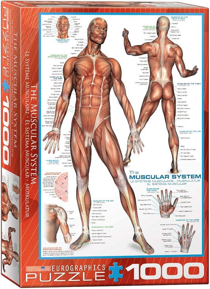 EuroGraphics Muscular System Puzzle (1000-Piece) (6000-2015)