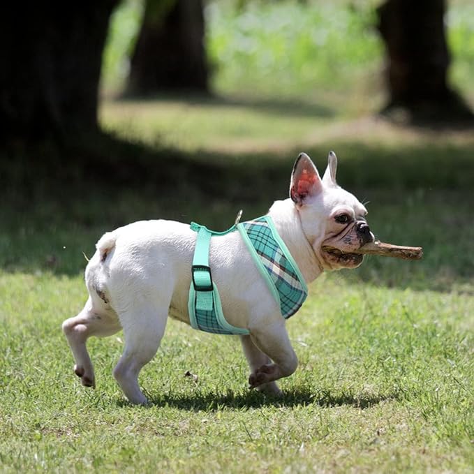 PUPTECK Soft Mesh Dog Harness and Leash Set Pet Puppy Cat Comfort Padded Vest No Pull Harnesses, Green, M