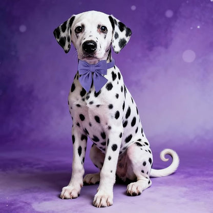 Maca Bates Purple Dog Collar with Cute Petunia Solid Sailor Bow Tie,Extra Large Girl Boy Dogs,Girly Adjustbale Durable Breakaway Soft Collars with Bowtie for Female Male Puppy,Pet with Metal Buckle