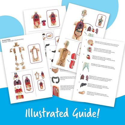 Learning Resources Human Body Model, Science Classroom Demonstration Tools, Realistic Human Anatomy Display, 31 Pieces, Grades 3+, Ages 8+