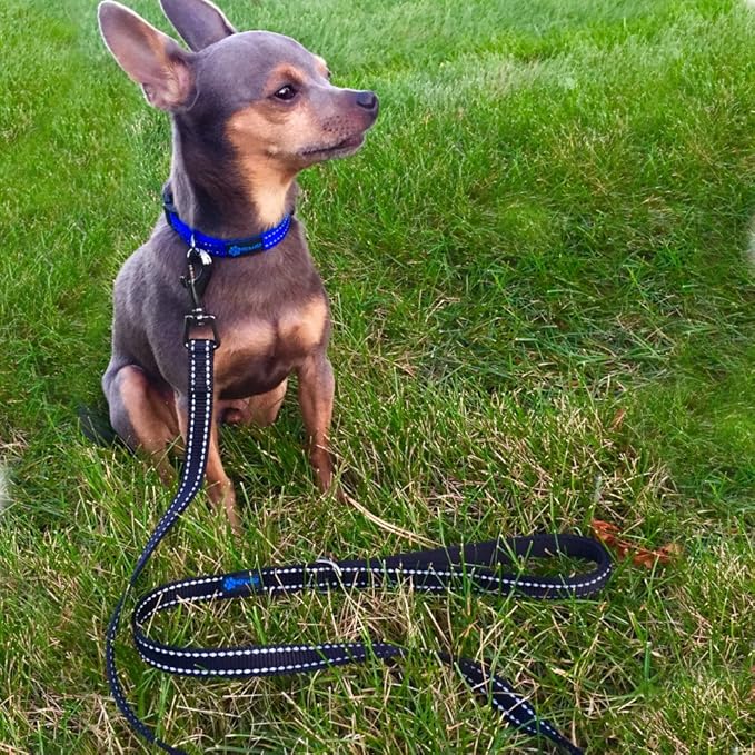 Max and Neo Small Dog Leash - Reflective Nylon, Donates to Dog Rescue (Purple, 6x5/8)